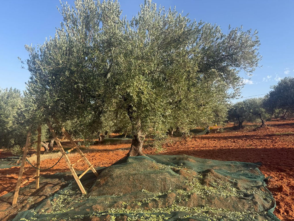 High-Polyphenol Olive Oil: The Complete Guide to Choosing a Truly High-Quality EVOO