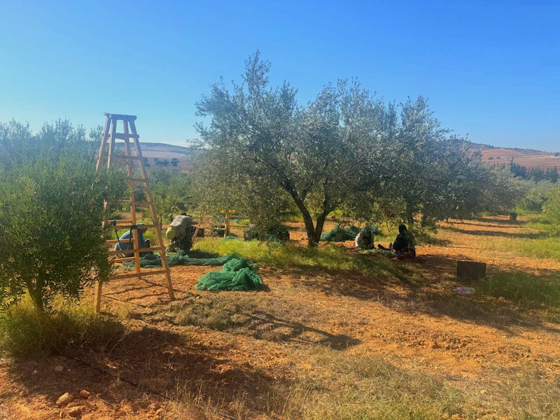 The Hand Behind the Harvest